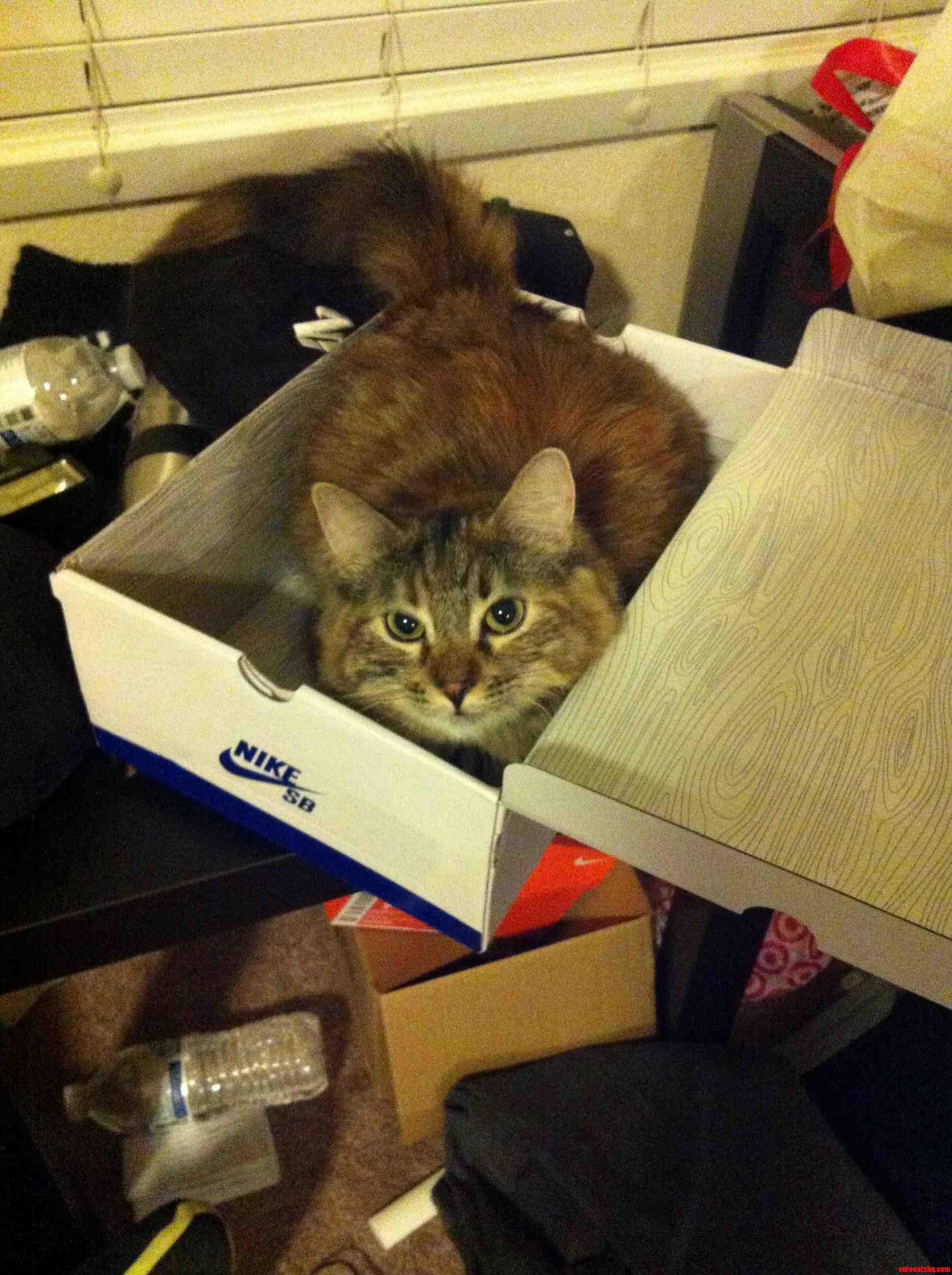 My Cat Loves Shoe Boxes.