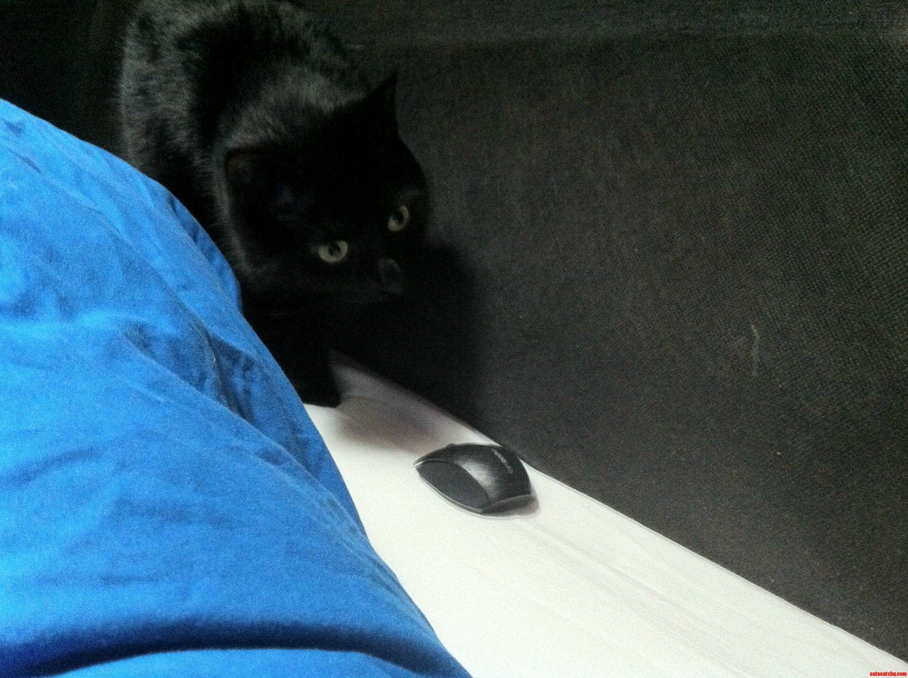 My Cat Mia And My New Mouse