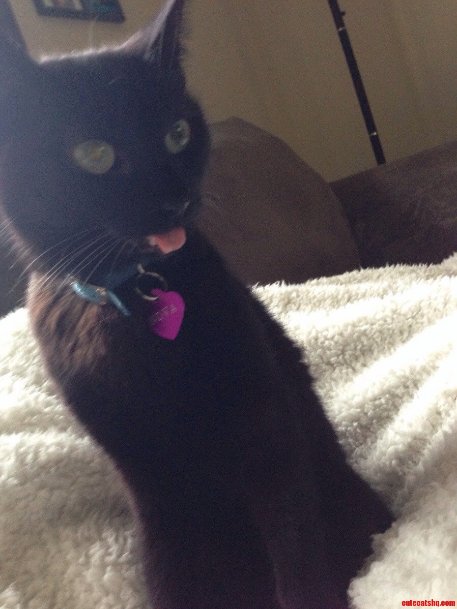 My Cat Only Has Back Teeth Left So She Loves To Have Her Tongue Out
