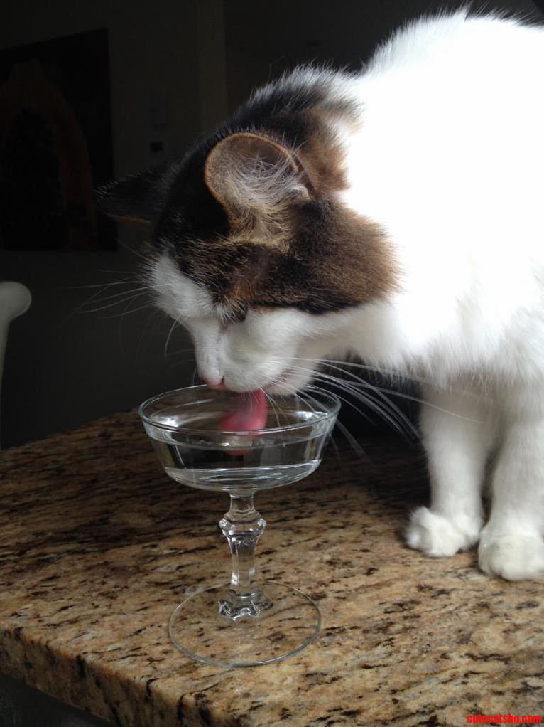 My Cat Phoebe Wont Drink Unless Her Water Is In A Fancy Dish