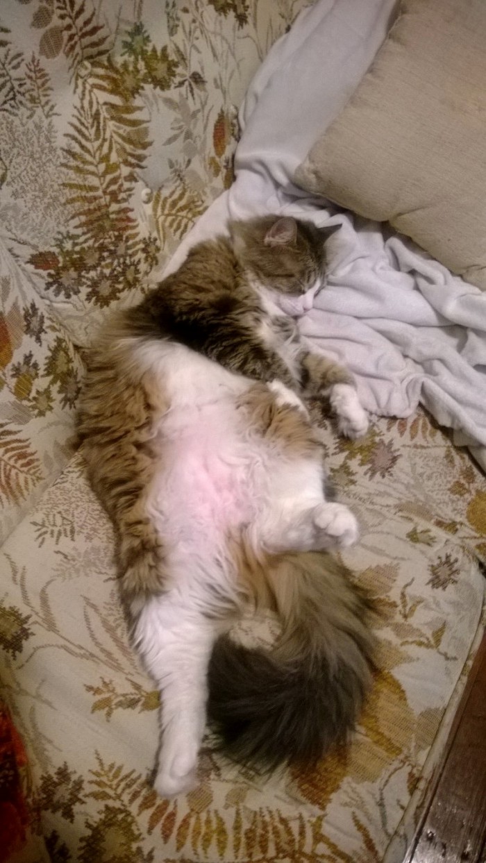 Ragdoll cats Cute cats HQ Pictures of cute cats and kittens Free