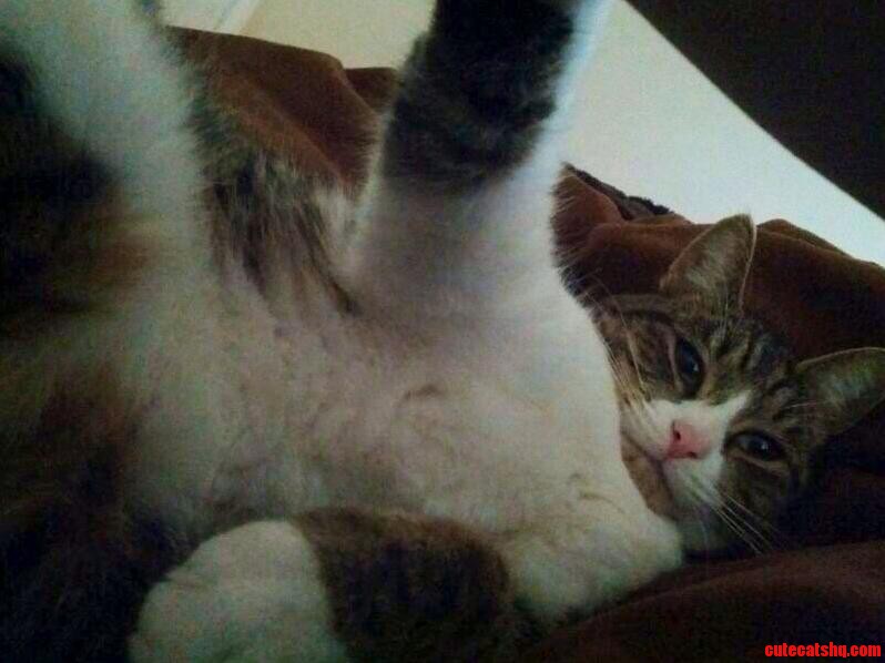 My Cat Takes Hot Selfies