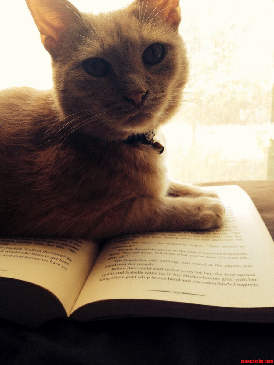 My Cat Zeppelin Disapproves Of My Reading Habit.