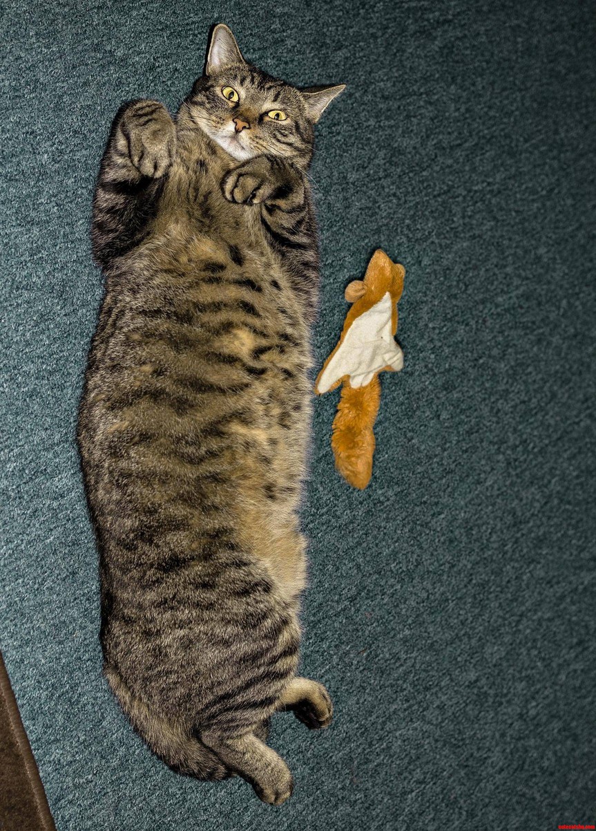 My Derpy Cat Jack With His Derpy Toy Squirrely