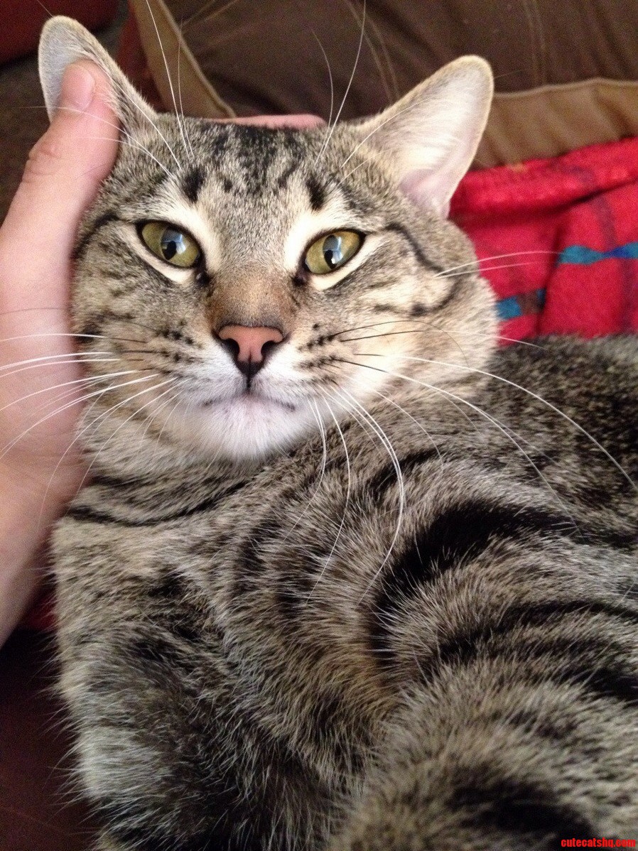 My Dexter Kitty.