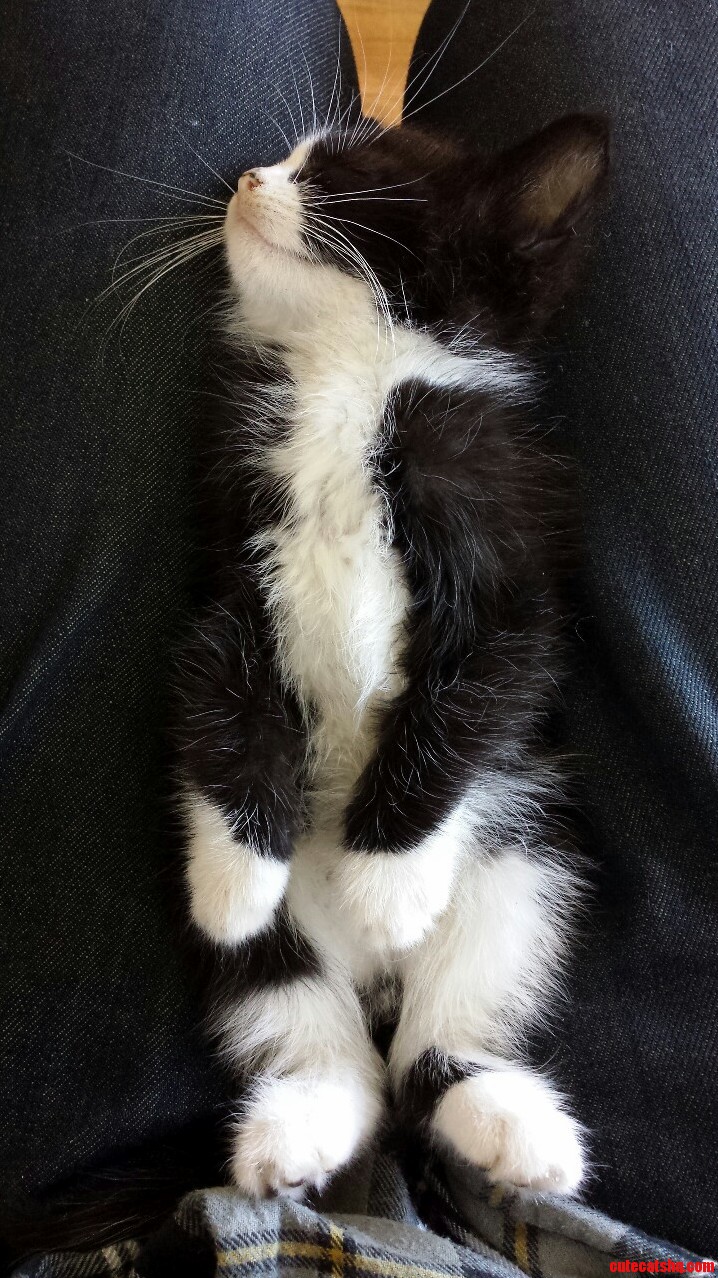 My Friends 8 Week Old Kitten Fell Asleep On My Lap.