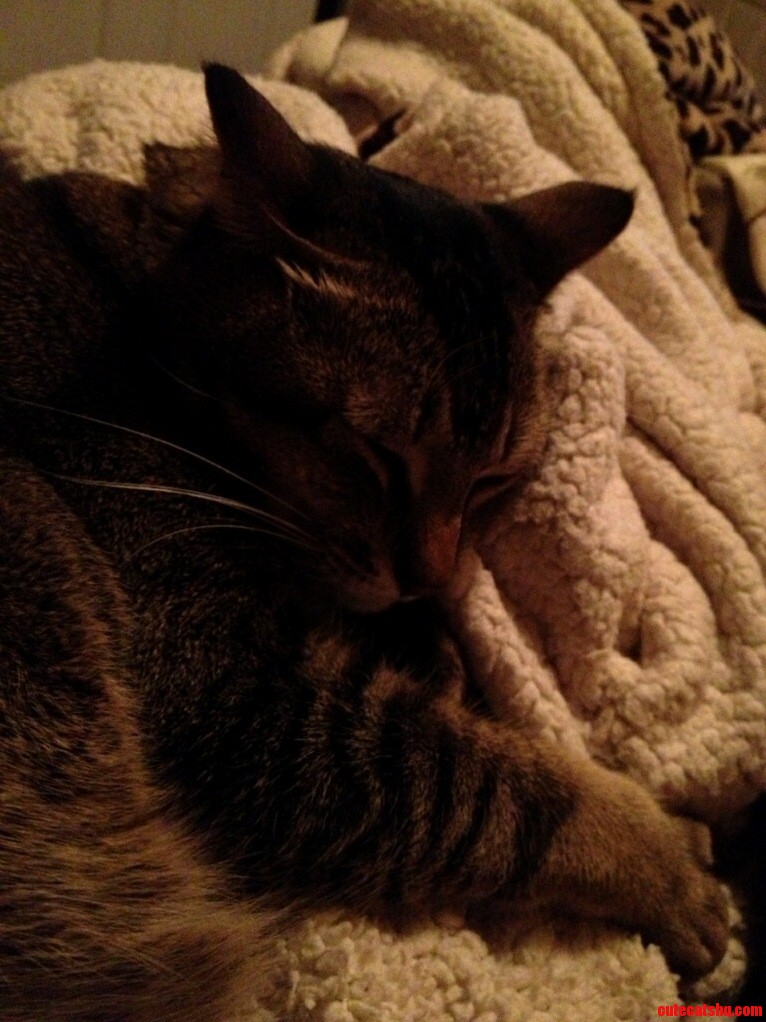 My Friends Cat With Her Favorite Blanket