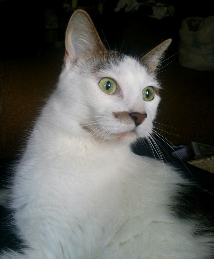 Boop On Your Nose Cute cats HQ Pictures of cute cats and kittens Free pictures of funny cats