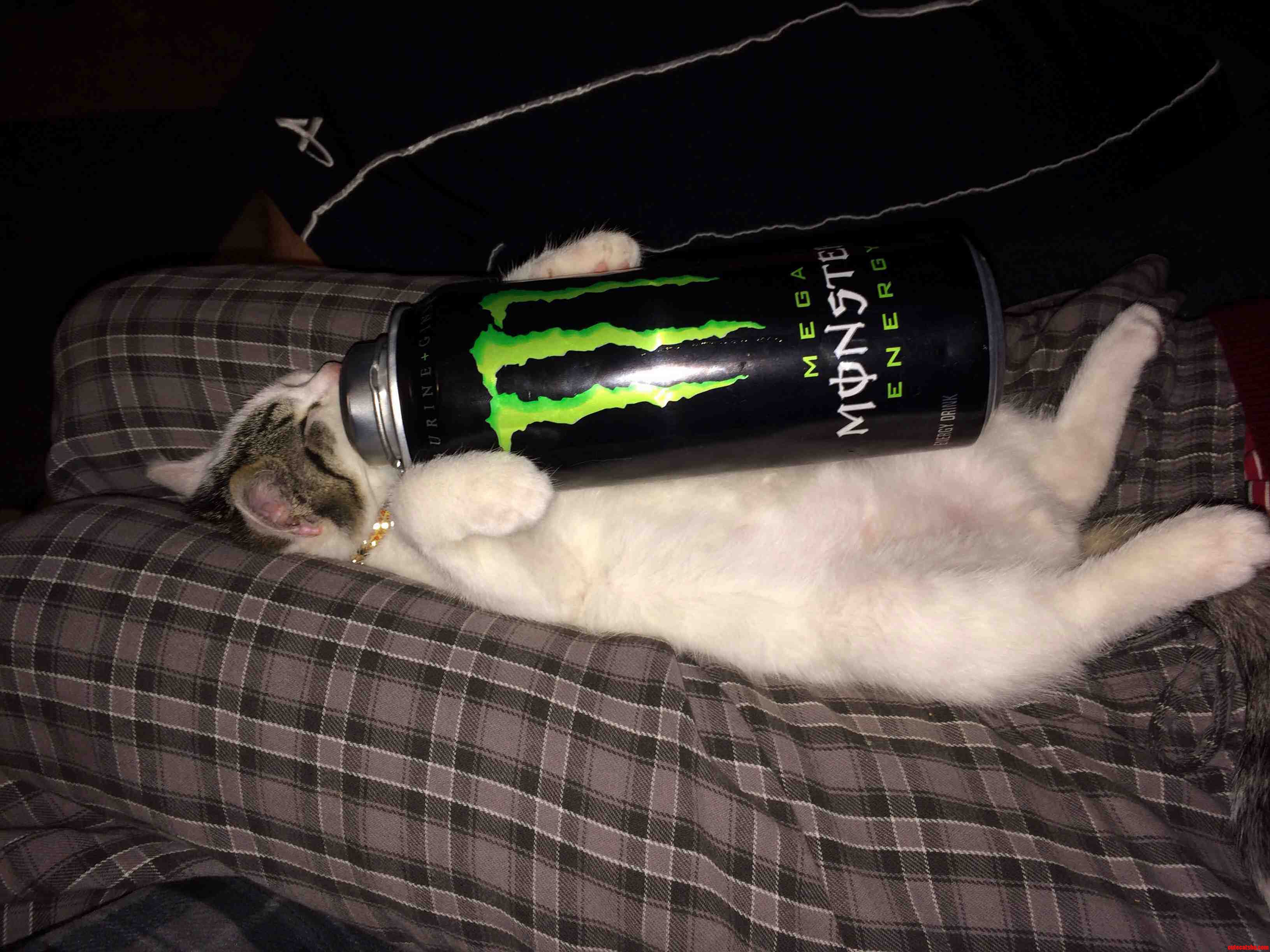 My Kitten Simon Needs Some Extra Energy.