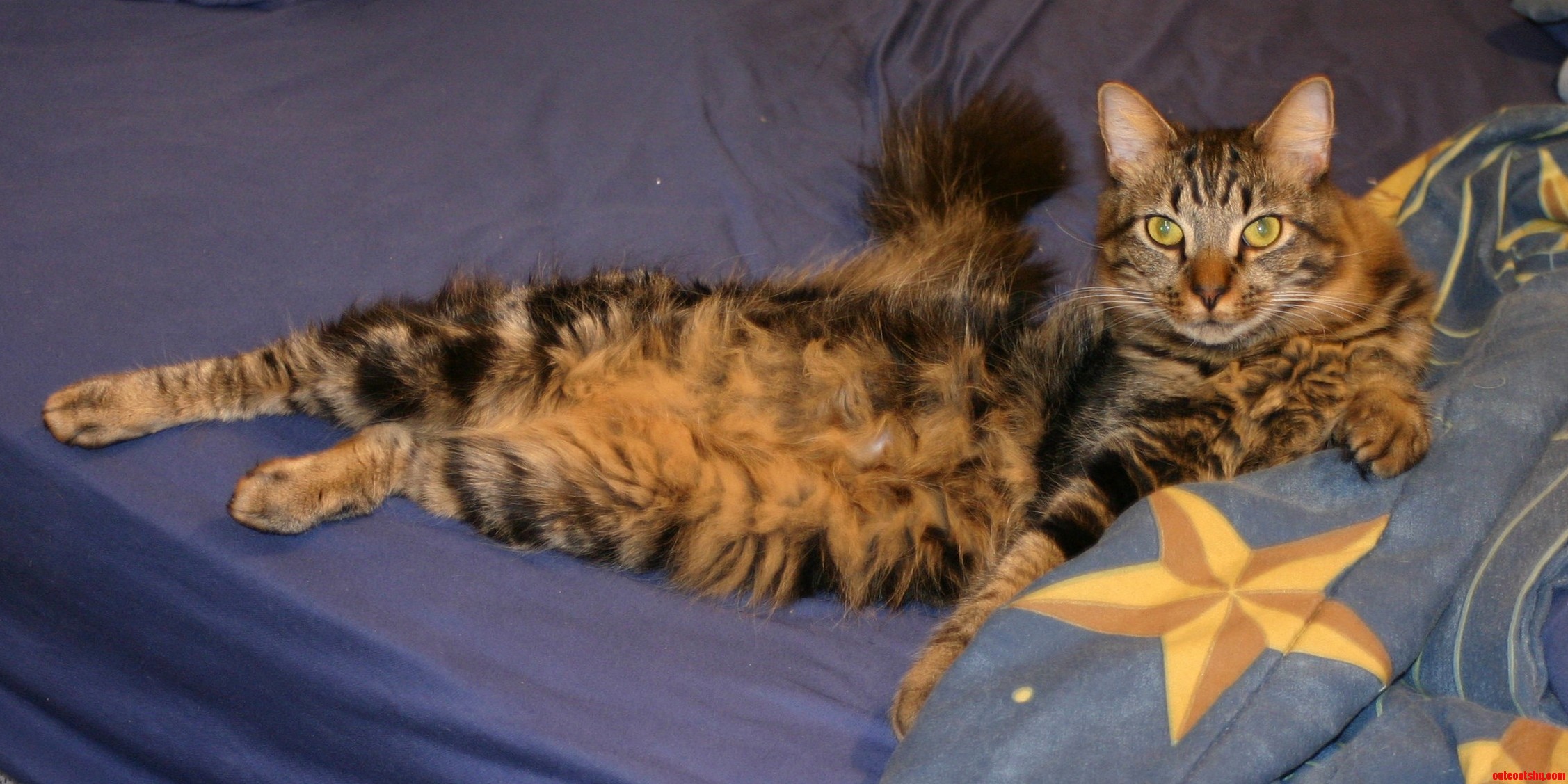 My Maine Coon Mix Gabe Just Chillin
