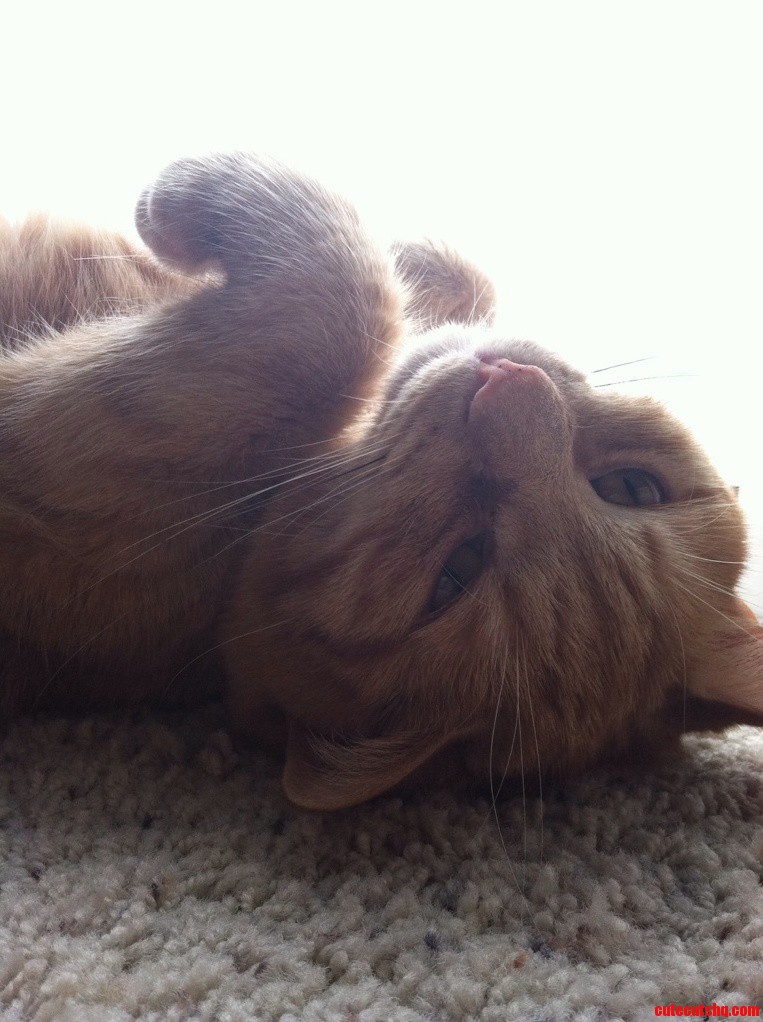 My Orange Tabby Chester Doing What He Loves Most Lounging Around.