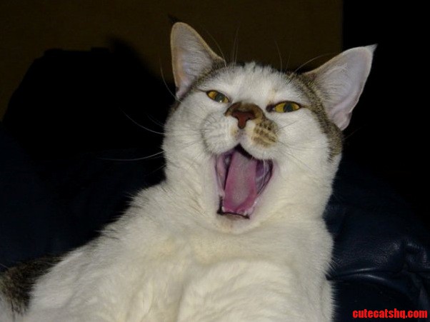 My Weirdly Photogenic Cat Yawning