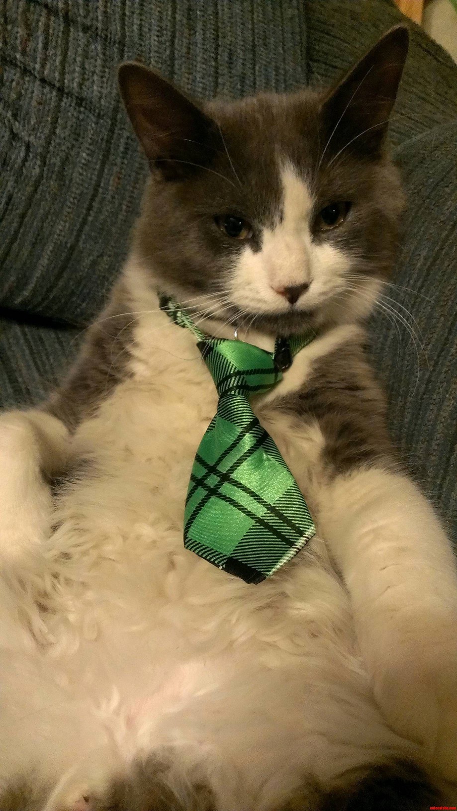 New Business Cat Photo