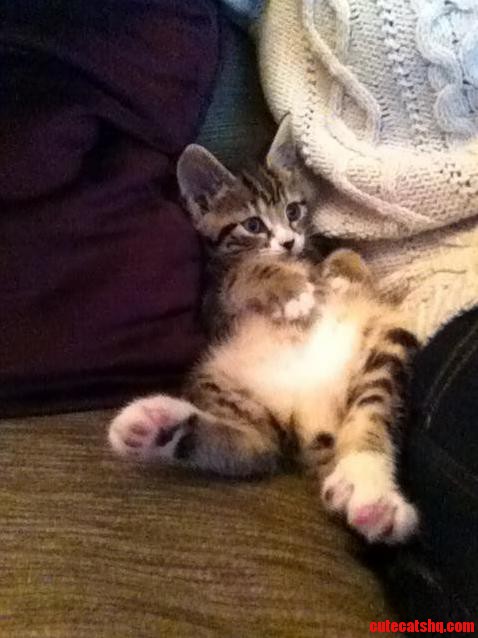 New Kitten Made Herself At Home Pretty Quickly…