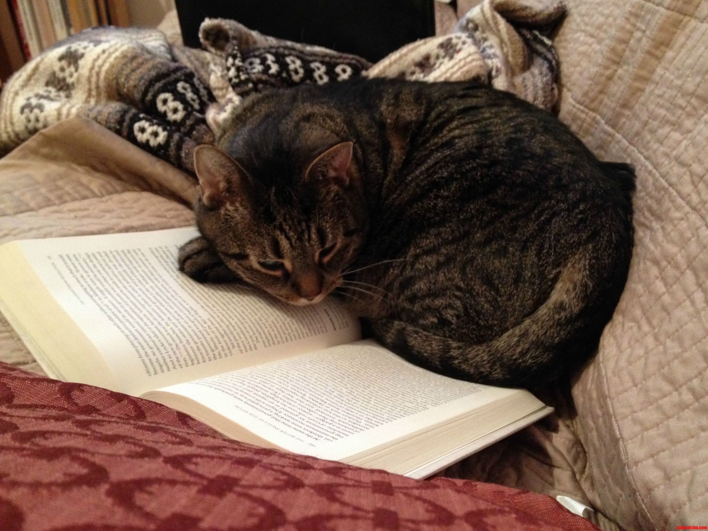 Nothing Quite Like Curling Up With A Good Book