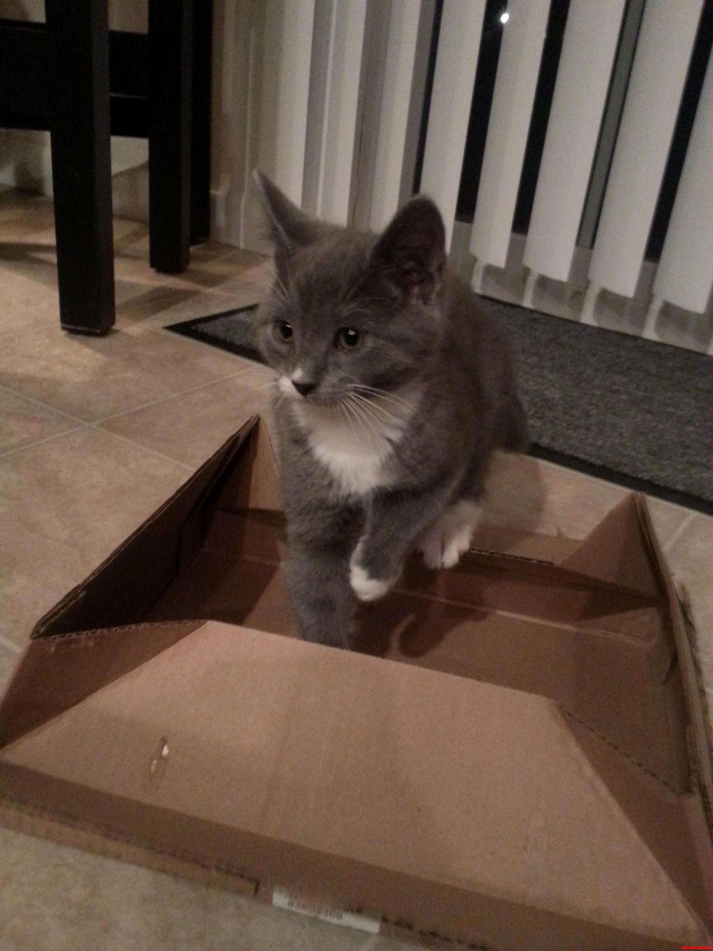 One Day And Shes Already Been Snared The Kitten Trap.