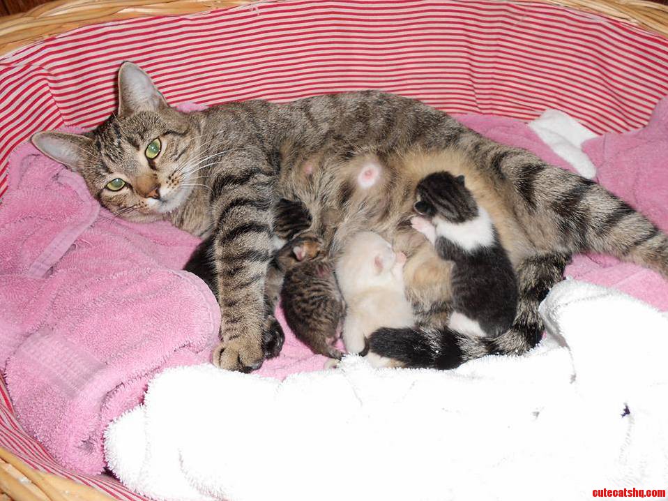 Our Adopted Stray Had Her Kittens Last Night