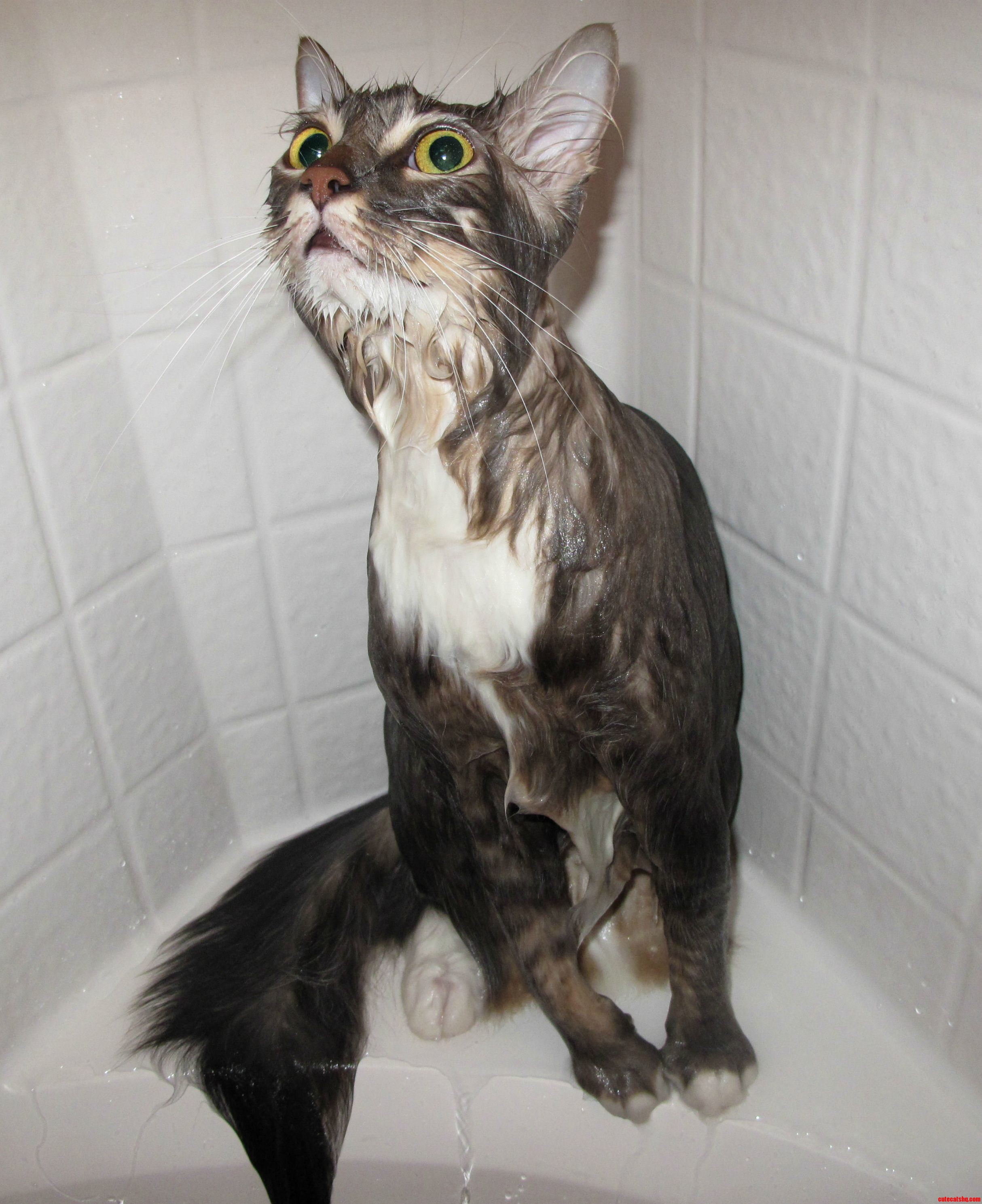 Our Cat Mau Loves Taking His Bath . . .