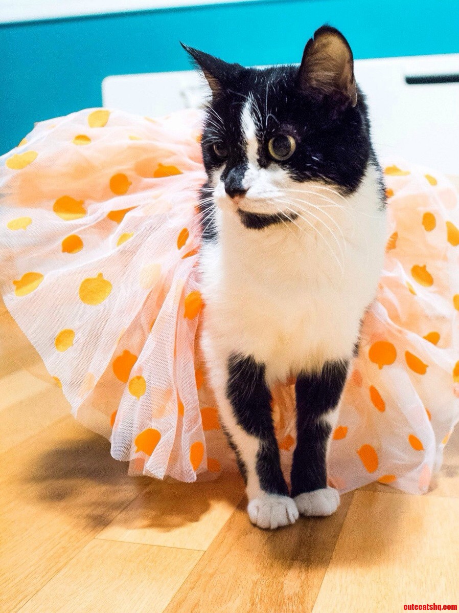 Pumpkin Tutu Kitty Costume