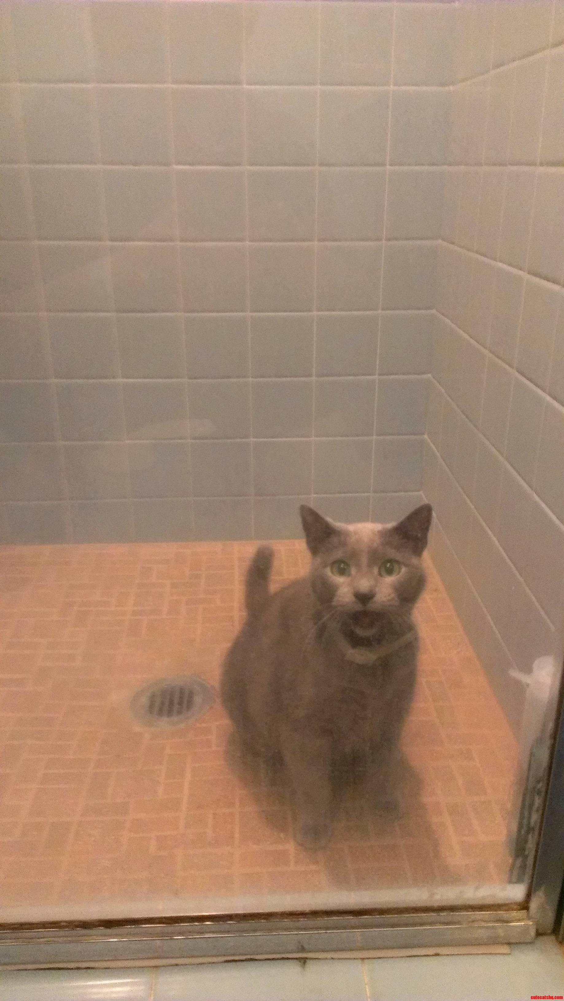 Rcats This Is My Girl Shadow Stuck In My Shower
