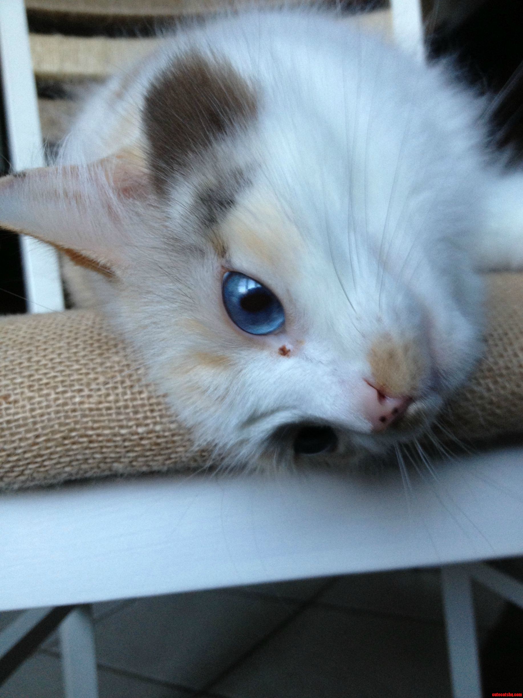 Sexy Blue Eyes