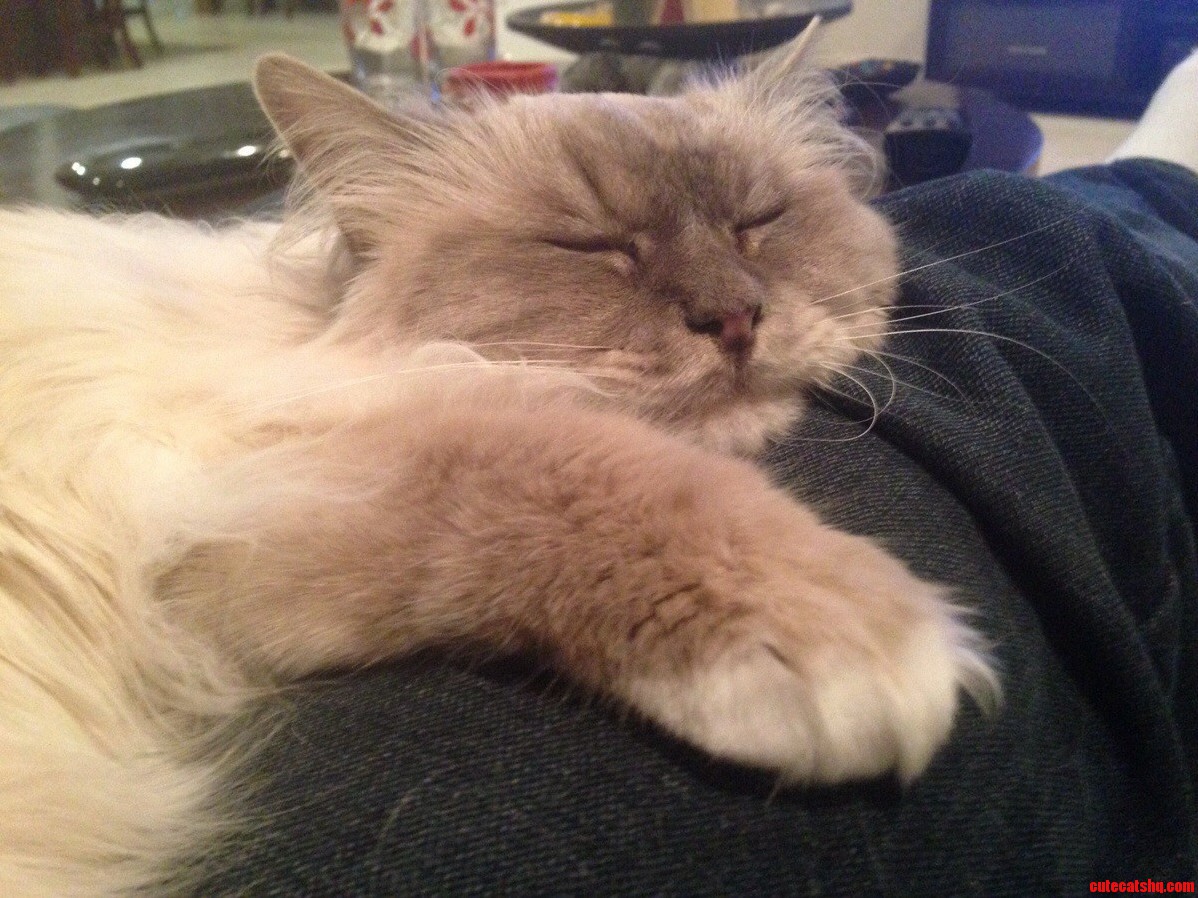 She Just Loves To Sleep On Our Laps…