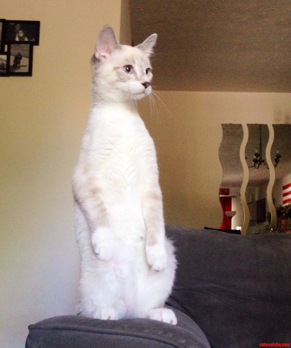 Sno And Her Meerkat Pose.