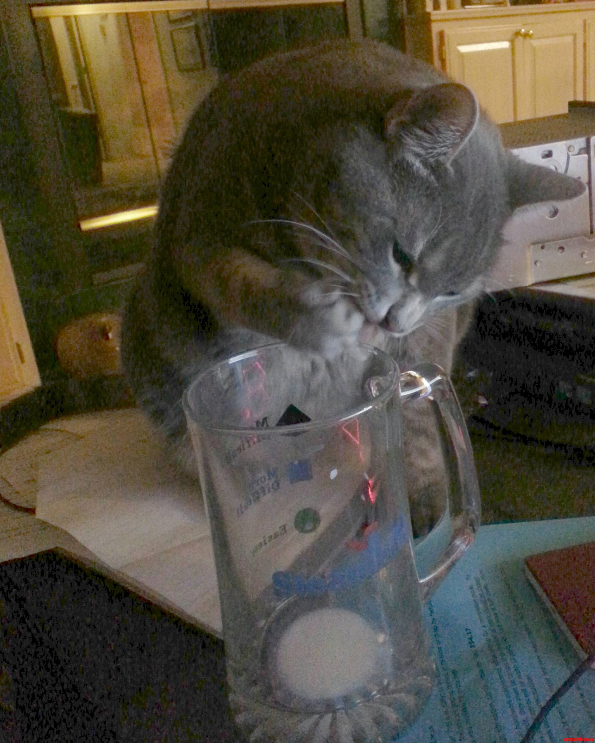 Stealing The Last Of My Milk.