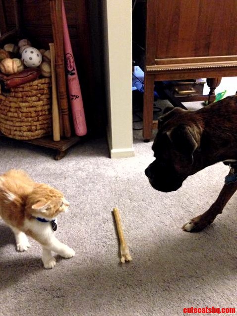 Stevie Meeting My Boxer For The First Time