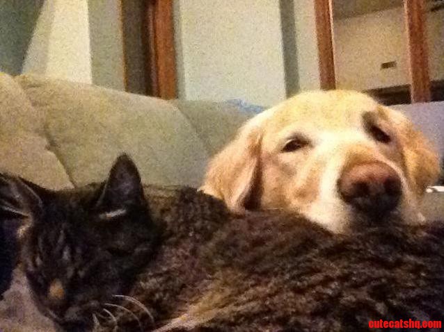 The Dog Seems To Think The Cat Makes For A Nice Pillow.