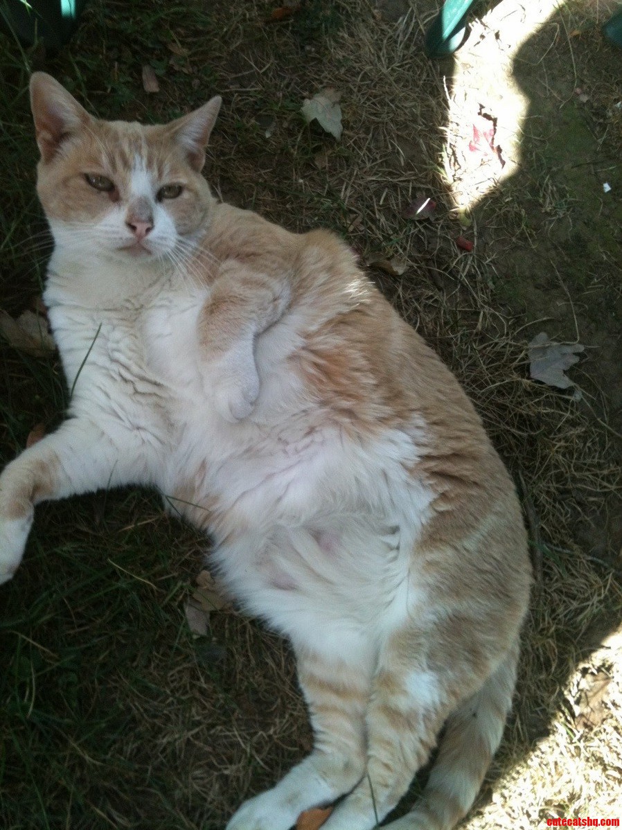 The Fabulous Fat Mr. Pants.