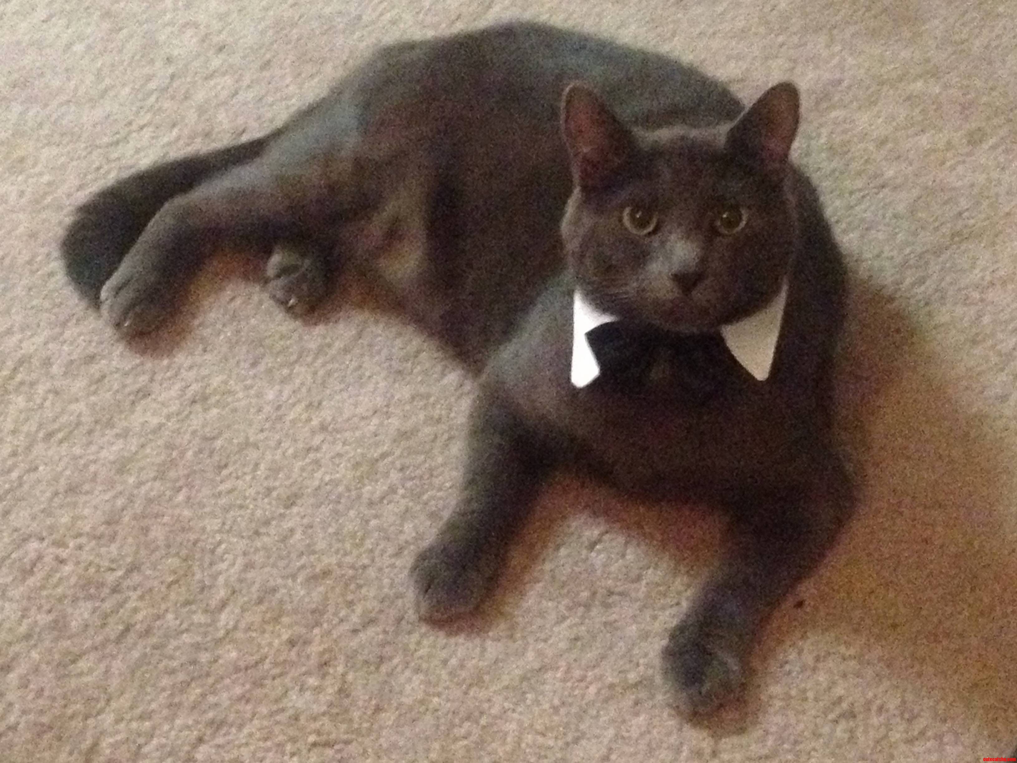 This Is Felix. He Is Dressed Quite Fancy For His Second Birthday.