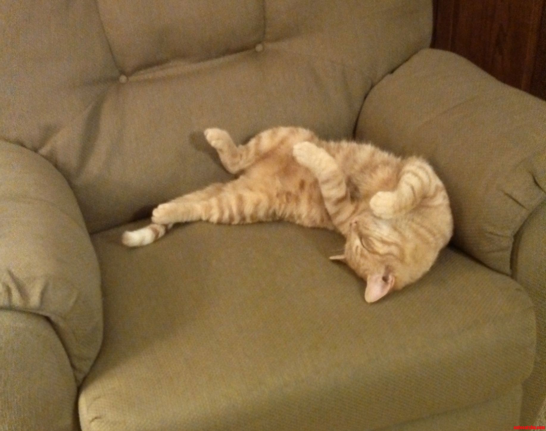 This Is Rusty My Parents New Cat. This Is How I Found Him Sleeping.