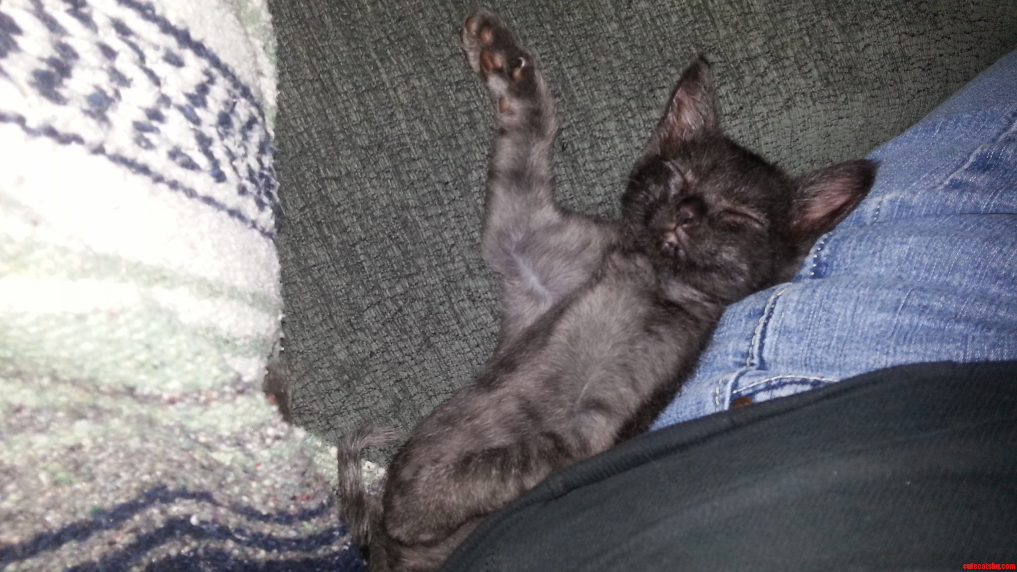 This Kitty Sleeps In The Weirdest Positions.