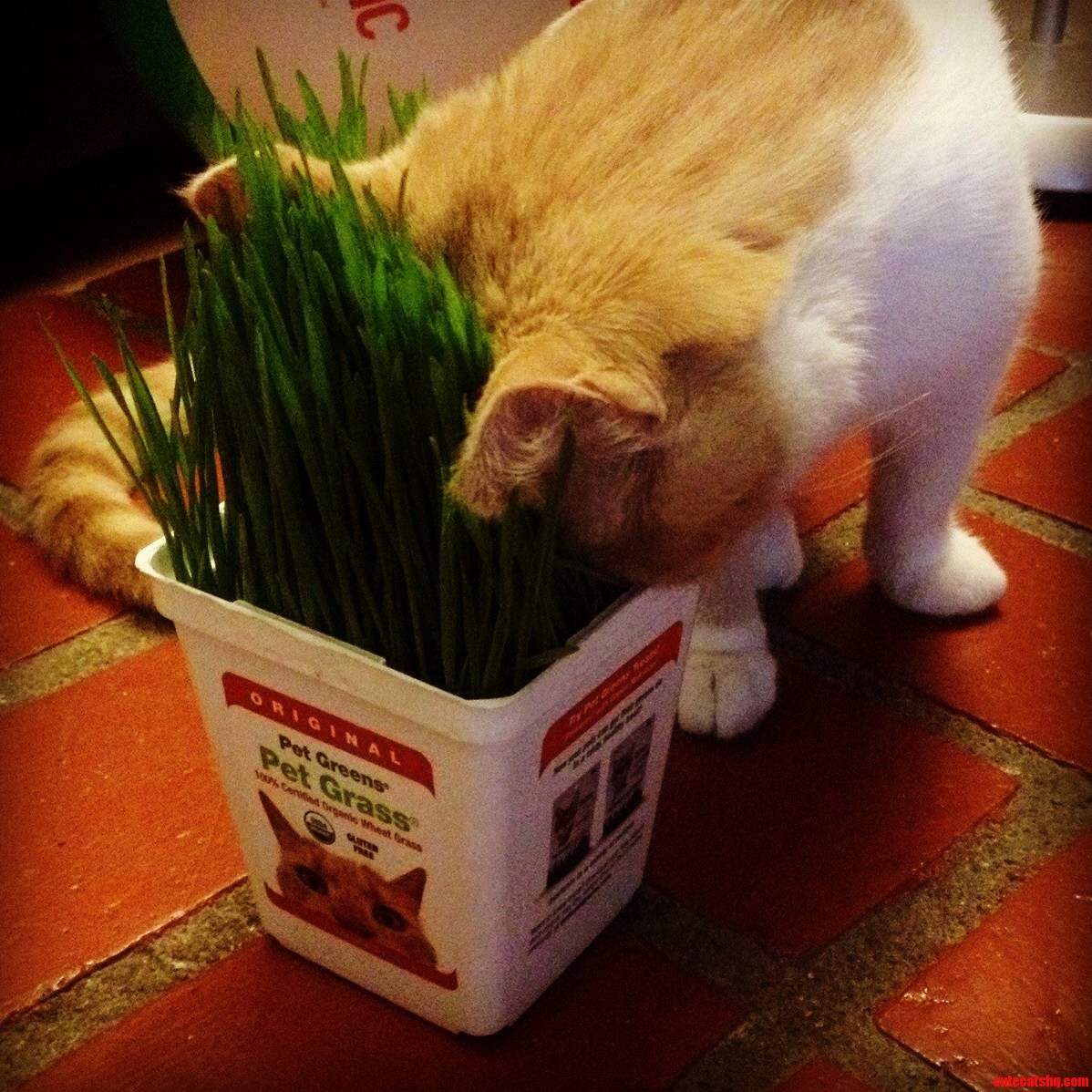 Valentine Liked The New Wheat Grass So Much She Face Planted In It.