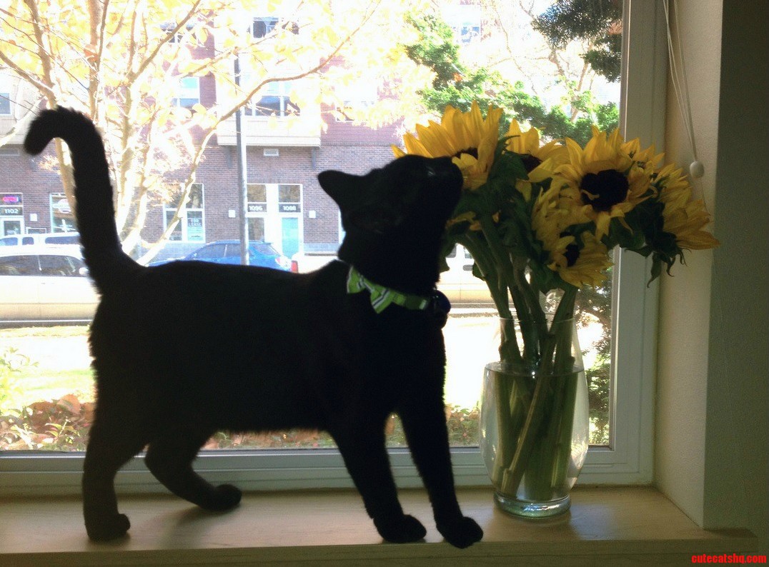 Voodoo Smelling My Sunflowers.