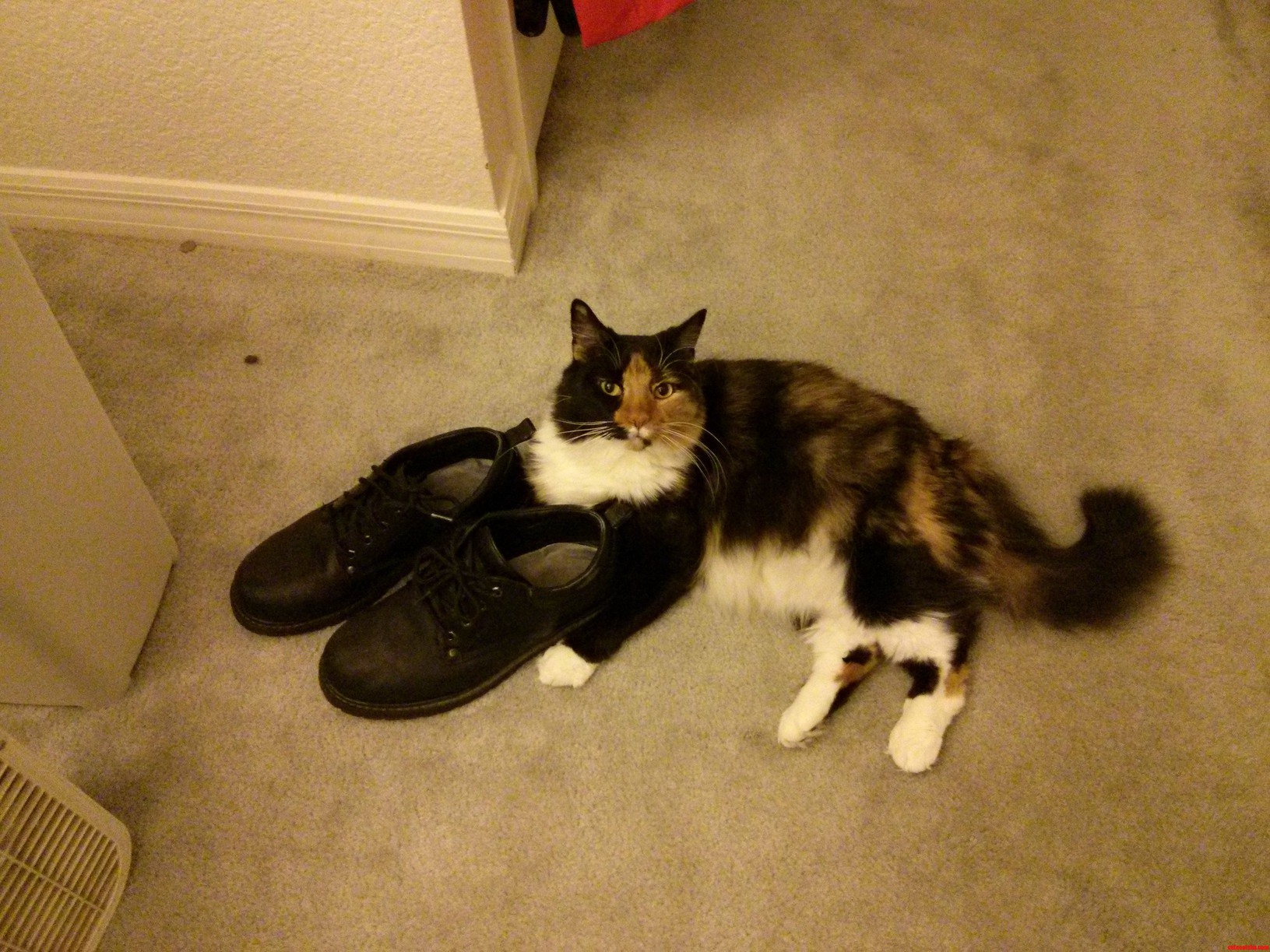 Why Fluffy Cat Loves My Work Shoes