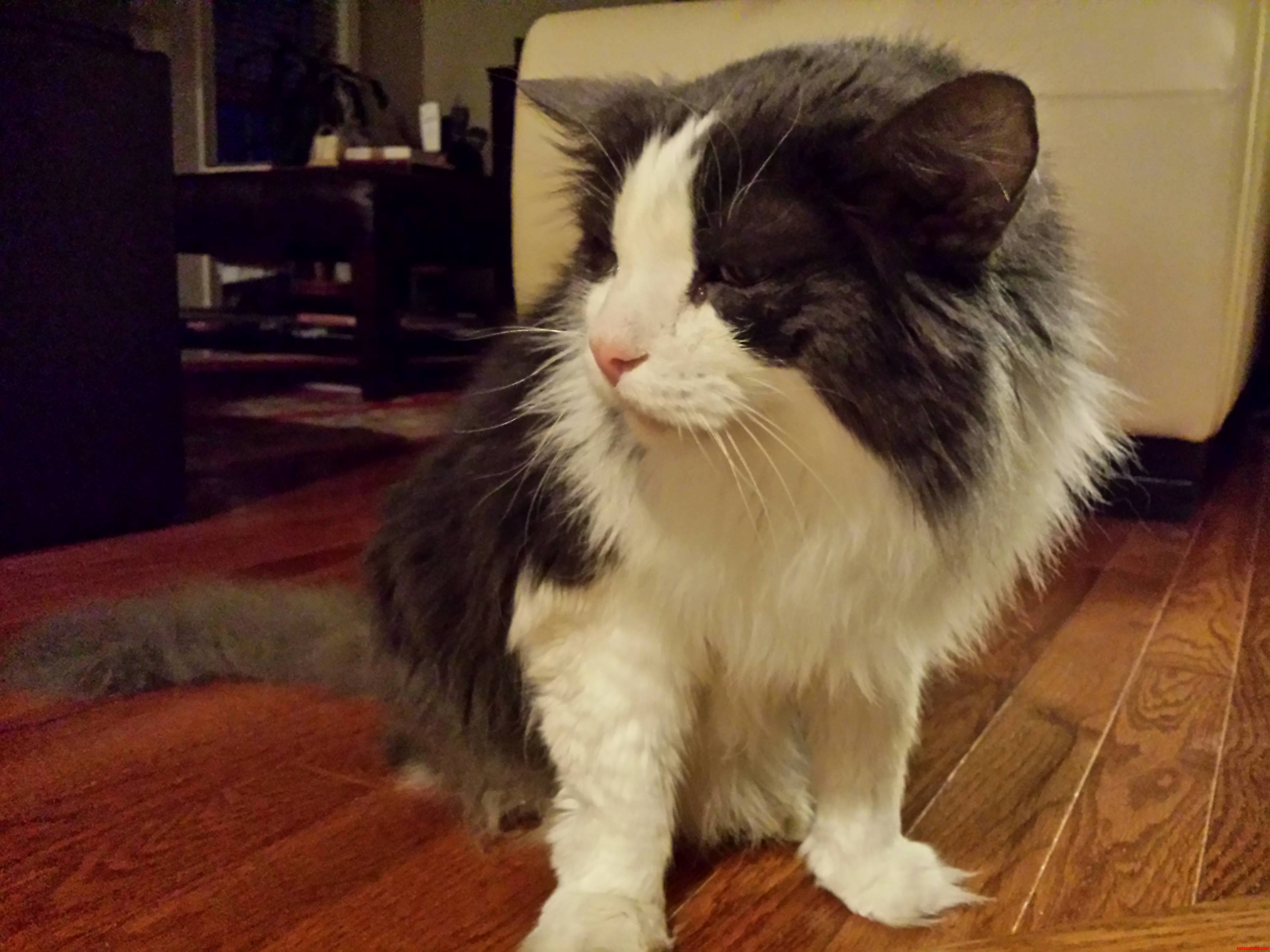 20 Years Old Diabetic And Teary-Eyed Hes Still A Majestic Beast.