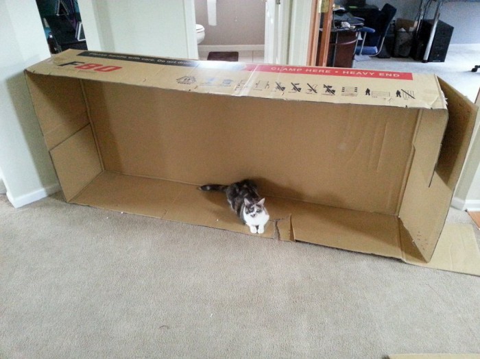 Come with me. Cute cats HQ Pictures of cute cats and kittens Free