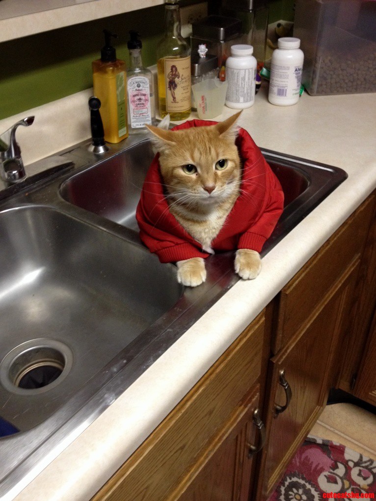 Bought A Coat For My Dog Today. It Didnt Fit Her But My Cat Looks Great In It.
