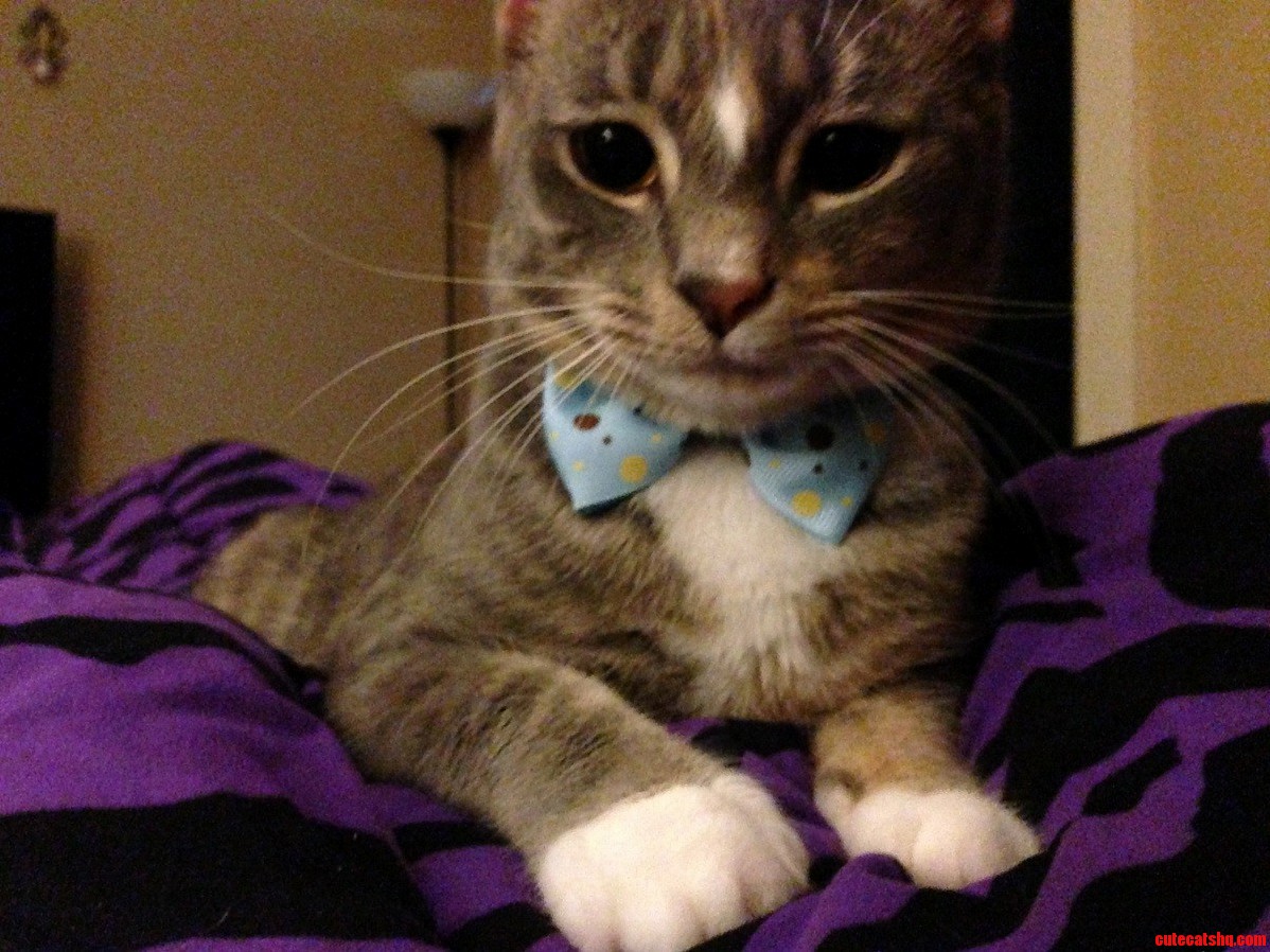 Bow Ties For Cats Because They Werent Already Cute Enough