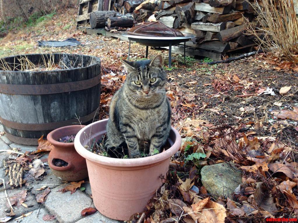 Can You Guess Which Flower Pot Had Catnip Growing In It This Year