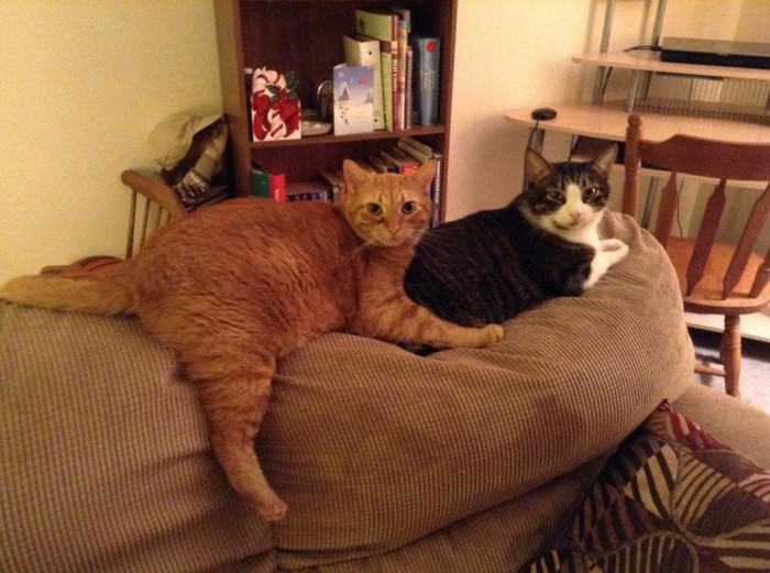 Cat And His Leg Popping Out While He Sits Cute cats HQ Pictures of