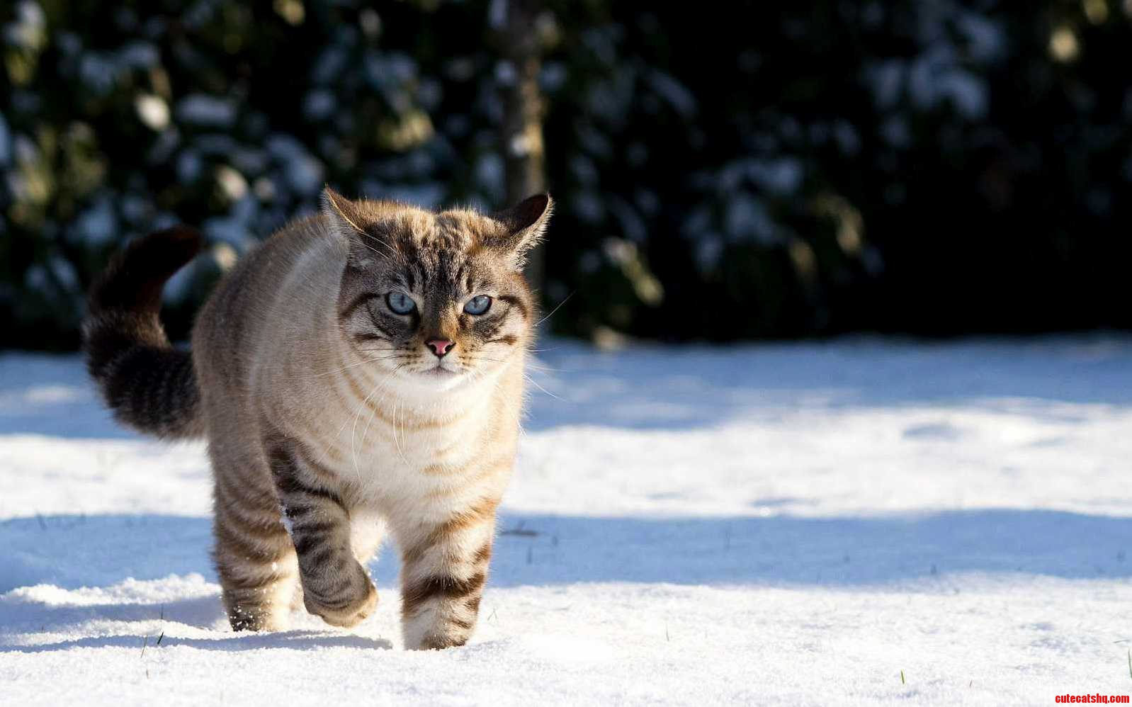 Cat Walking In Snow