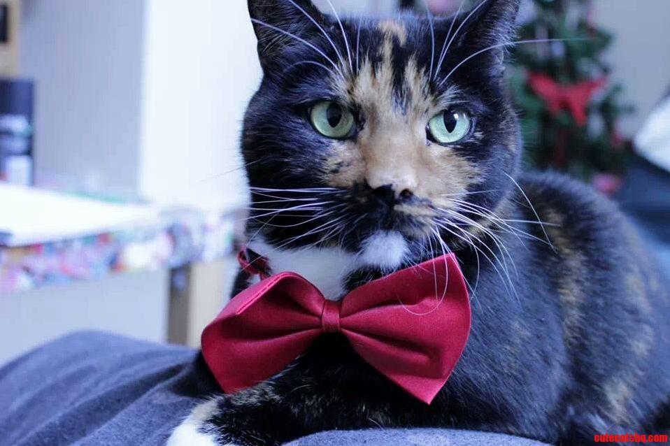 Christmas Cat Lovin Her Christmas Bow Tie