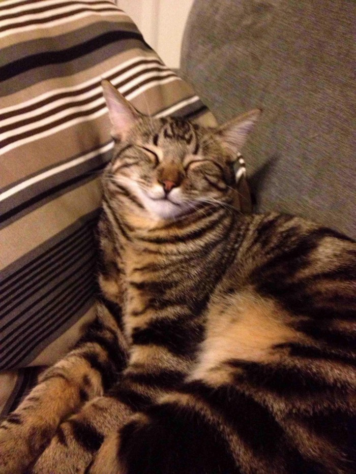 Eye Boogers | Cute cats HQ - Pictures of cute cats and ...