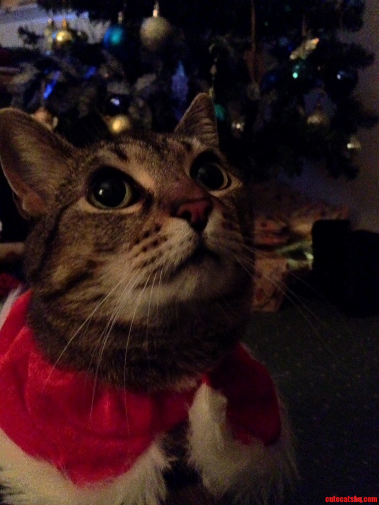 Decorated The Cat For Christmas