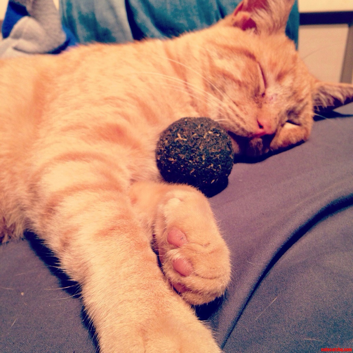 Everyone Meet Pumpkin. I Rescued Him After Being Left By His Previous Owner. Now Hes Happy And Loves His Catnip Ball.