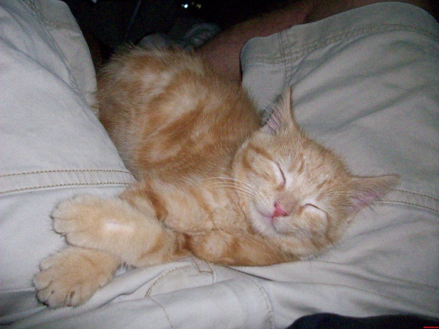 Happy Orange Kitten