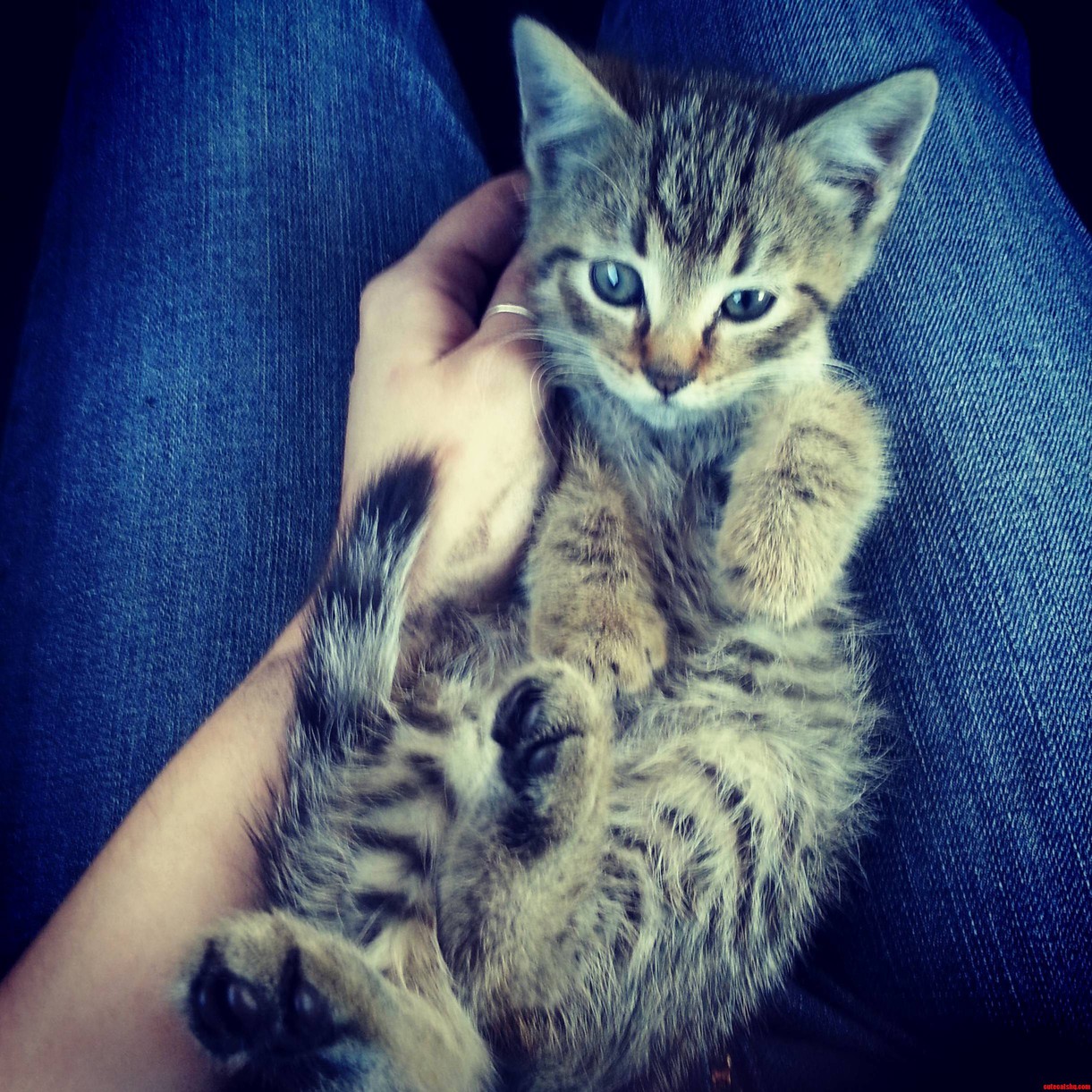 I Found This Baby Kitteh In Someones Tire At The Mall Today.